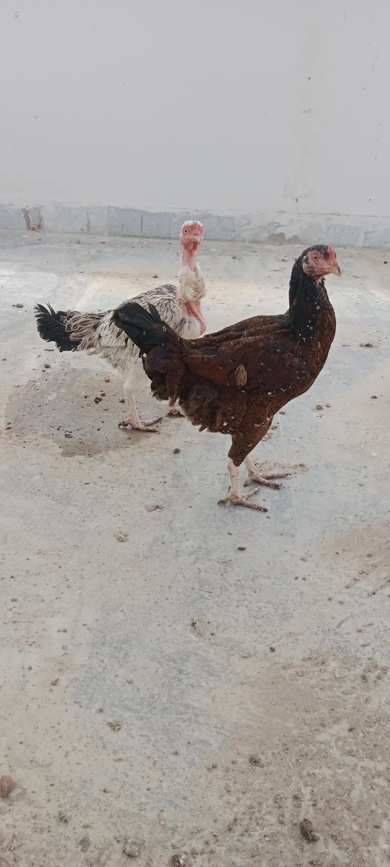 desi hens — photo 2