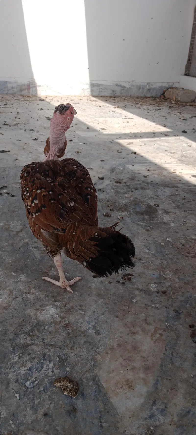 desi hens — photo 3