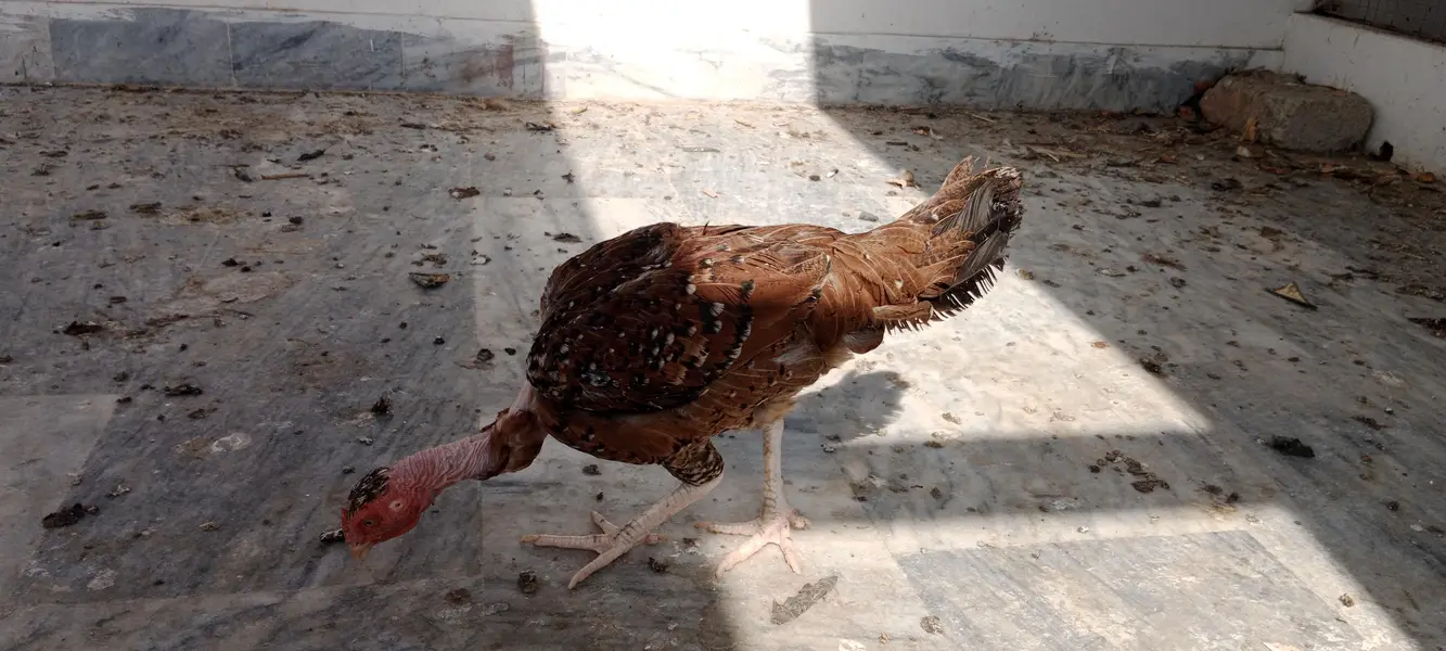 desi hens — photo 4