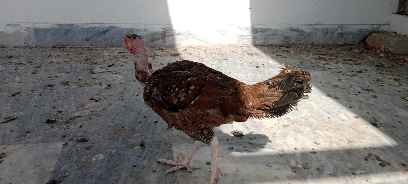 desi hens — photo 5