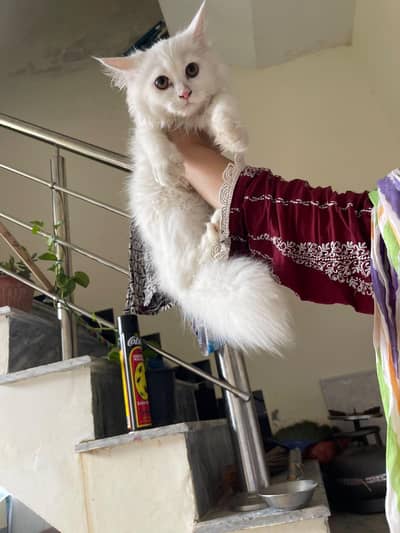 Persian  3 month kitten fully Trained 3riple coated