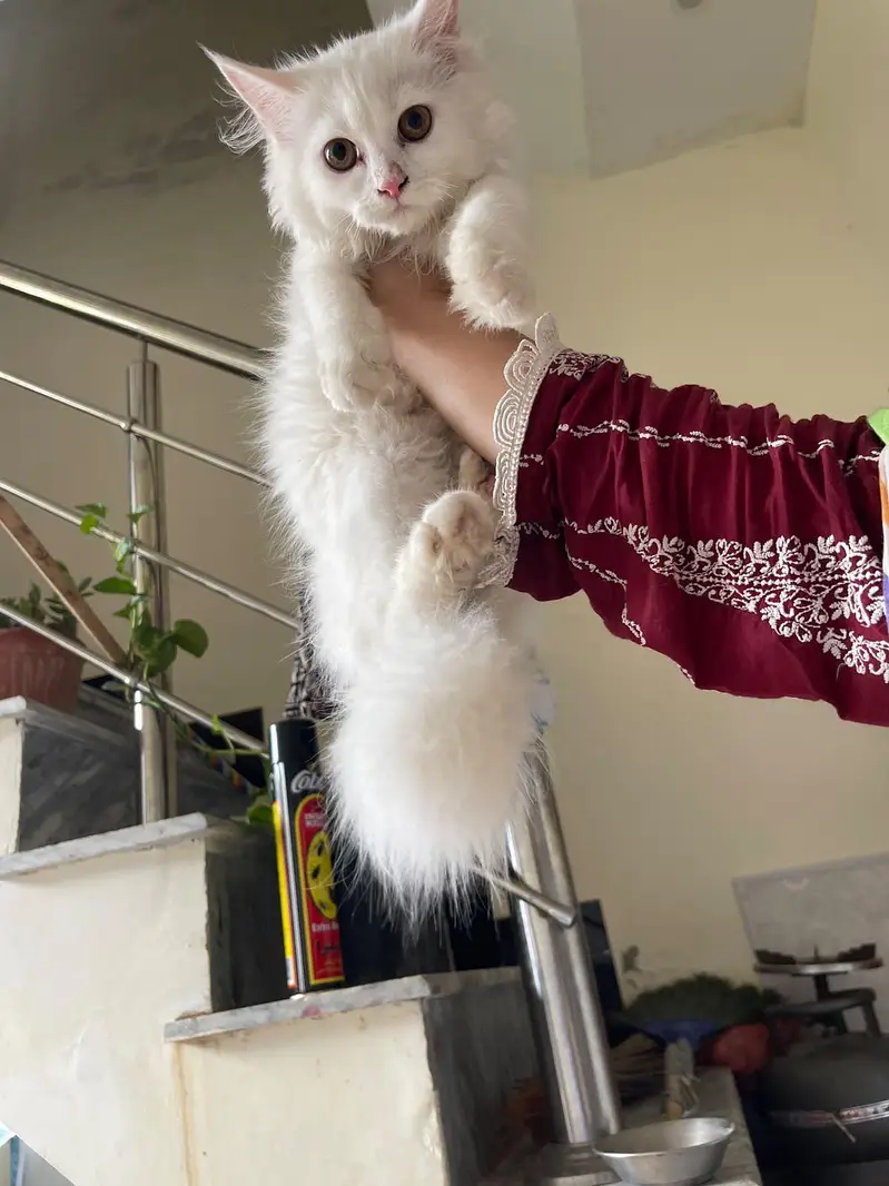 Persian  3 month kitten fully Trained 3riple coated — photo 2