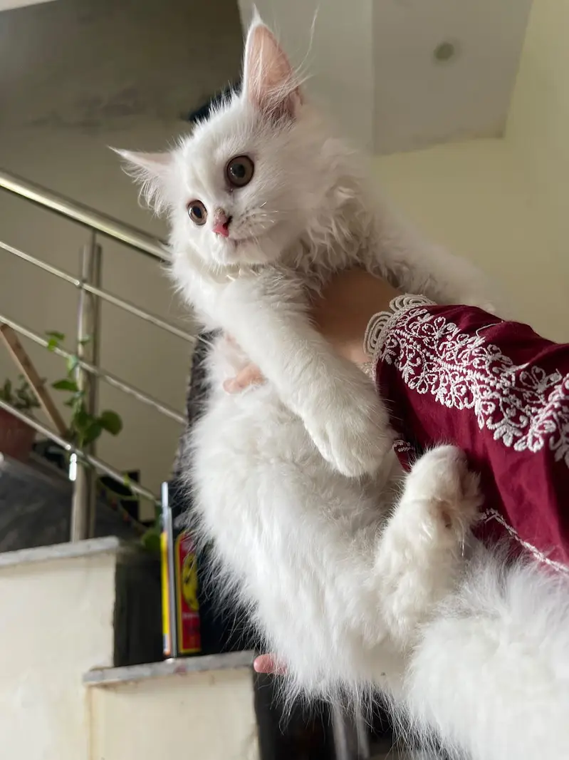 Persian  3 month kitten fully Trained 3riple coated — photo 4