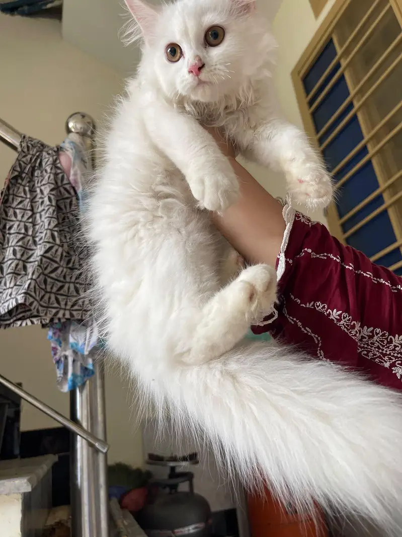 Persian  3 month kitten fully Trained 3riple coated — photo 5