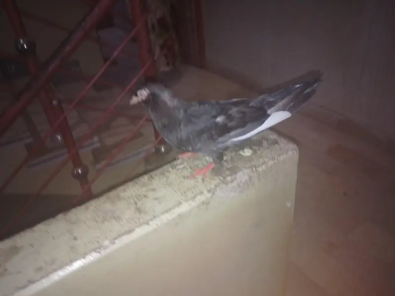 sab ke alag alag price hain — photo 2