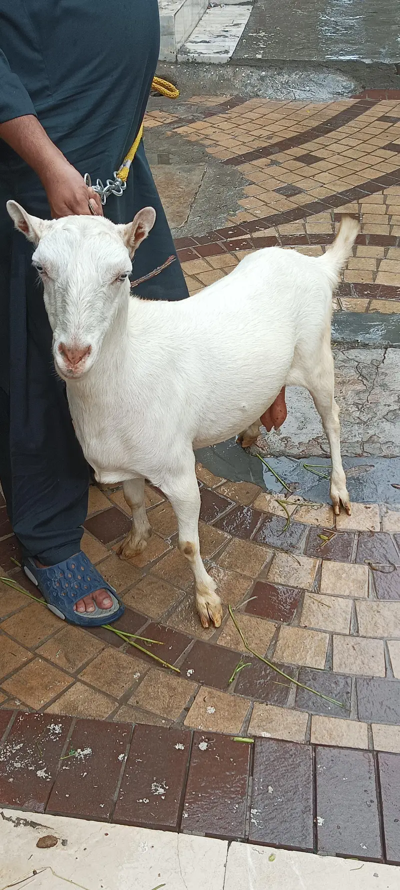 teddy white 0 size bakri