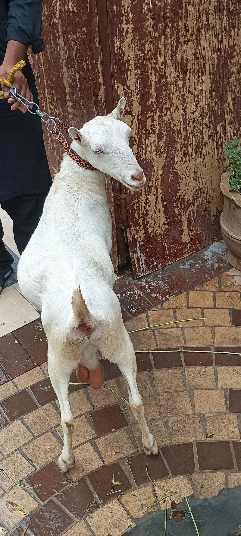 teddy white 0 size bakri — photo 2