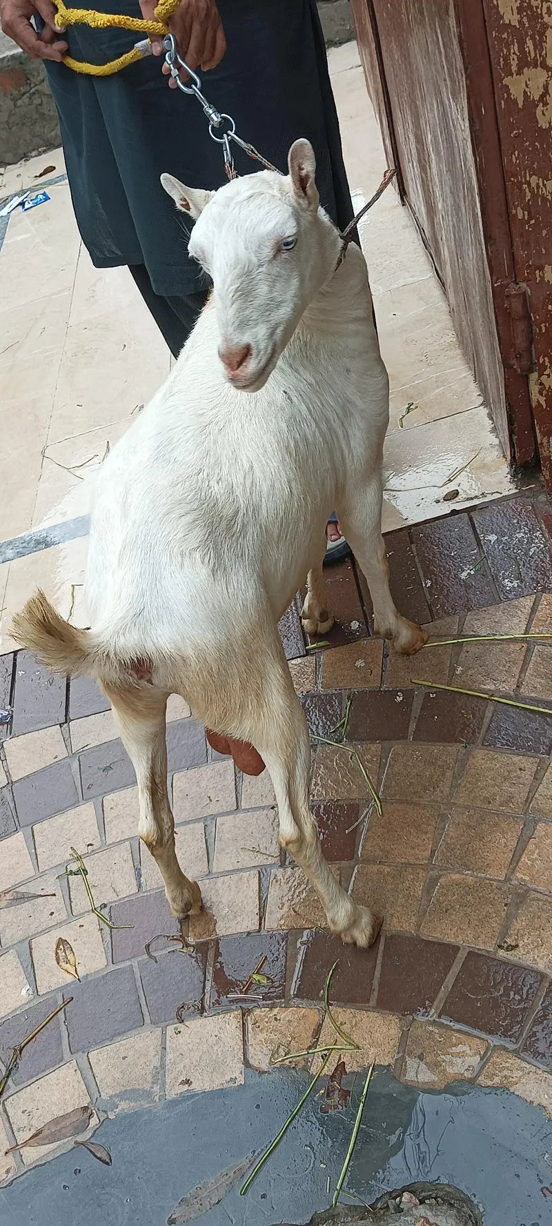 teddy white 0 size bakri — photo 3