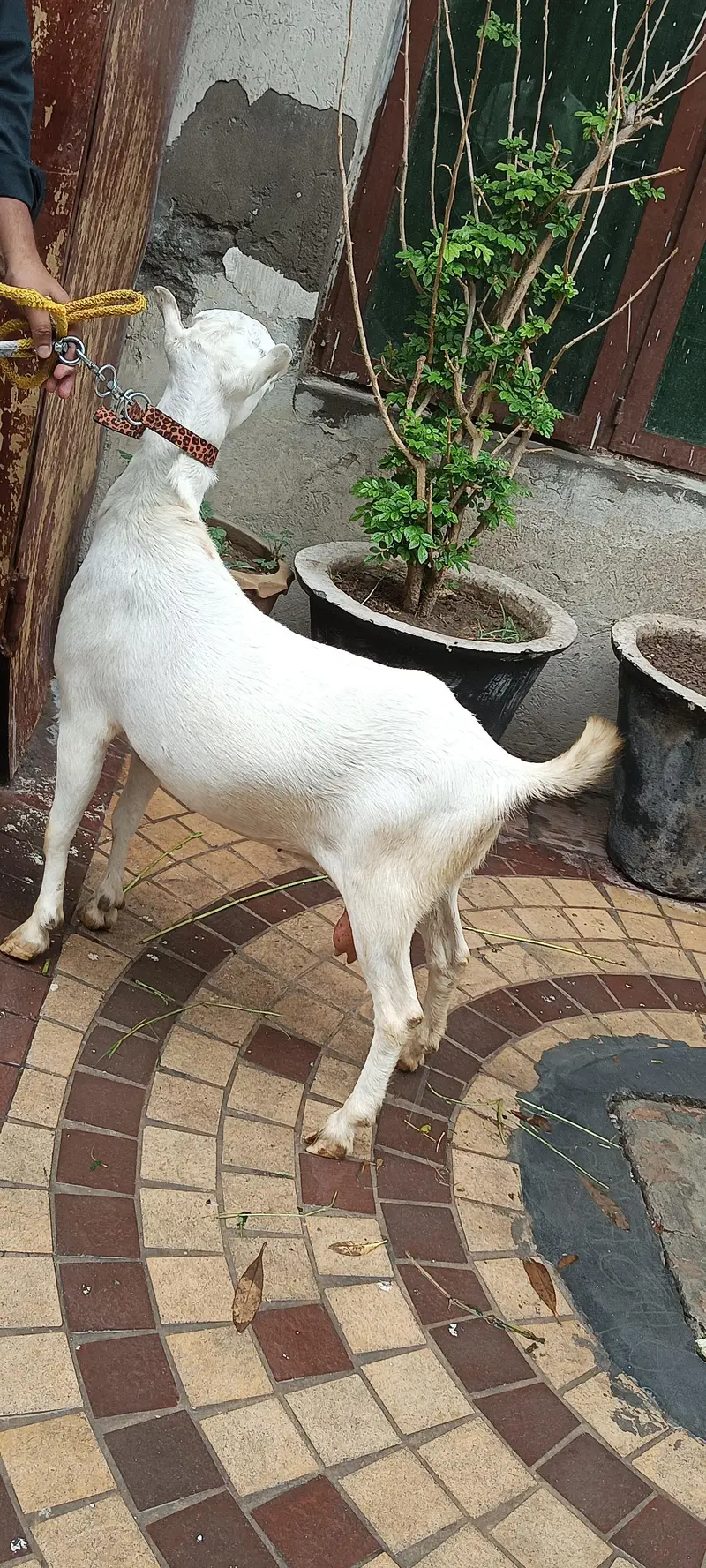 teddy white 0 size bakri — photo 4
