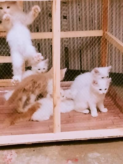 cute Persian kittens
