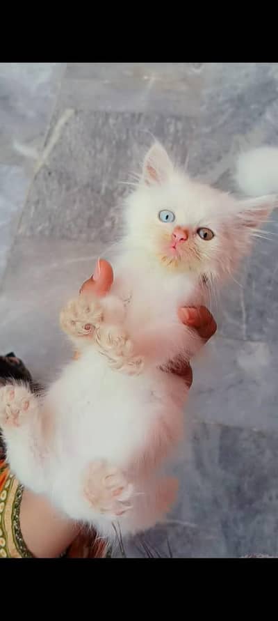 Persina Kitten