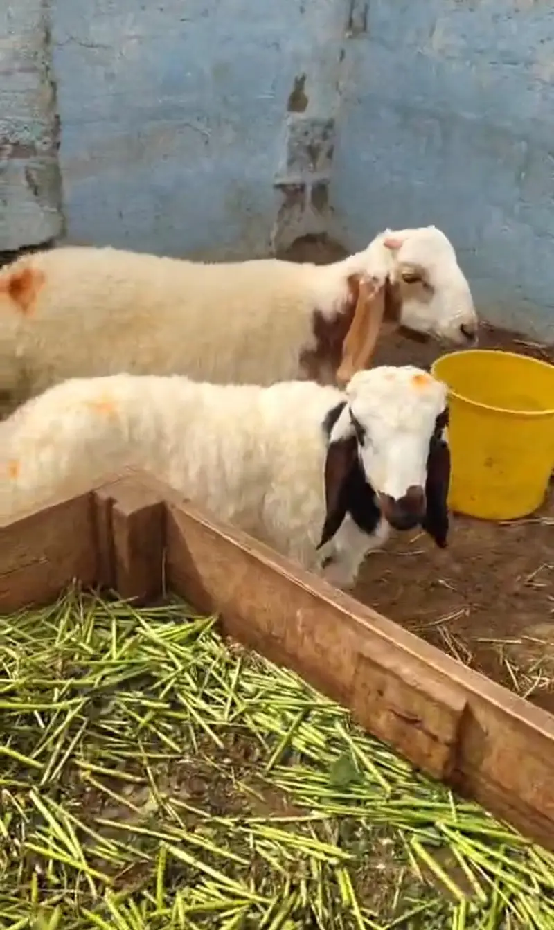 asli shinwari nasal ki khobsorat jori