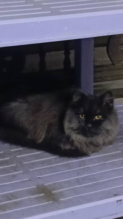 Healthy Black Cat for Sale