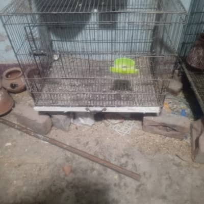 Bird cage for sale