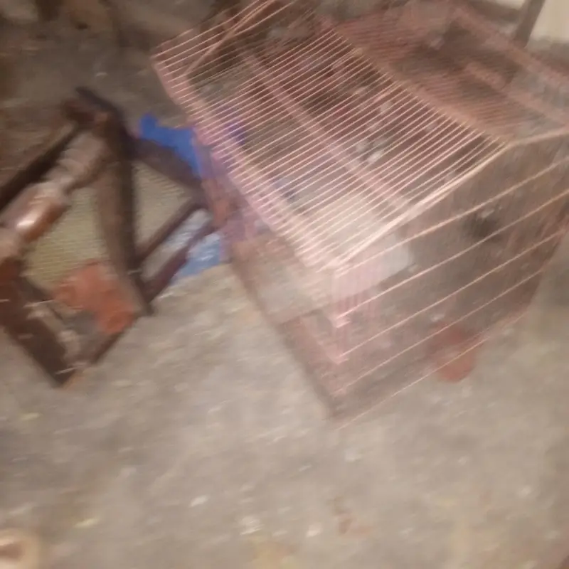 Bird cage for sale — photo 2