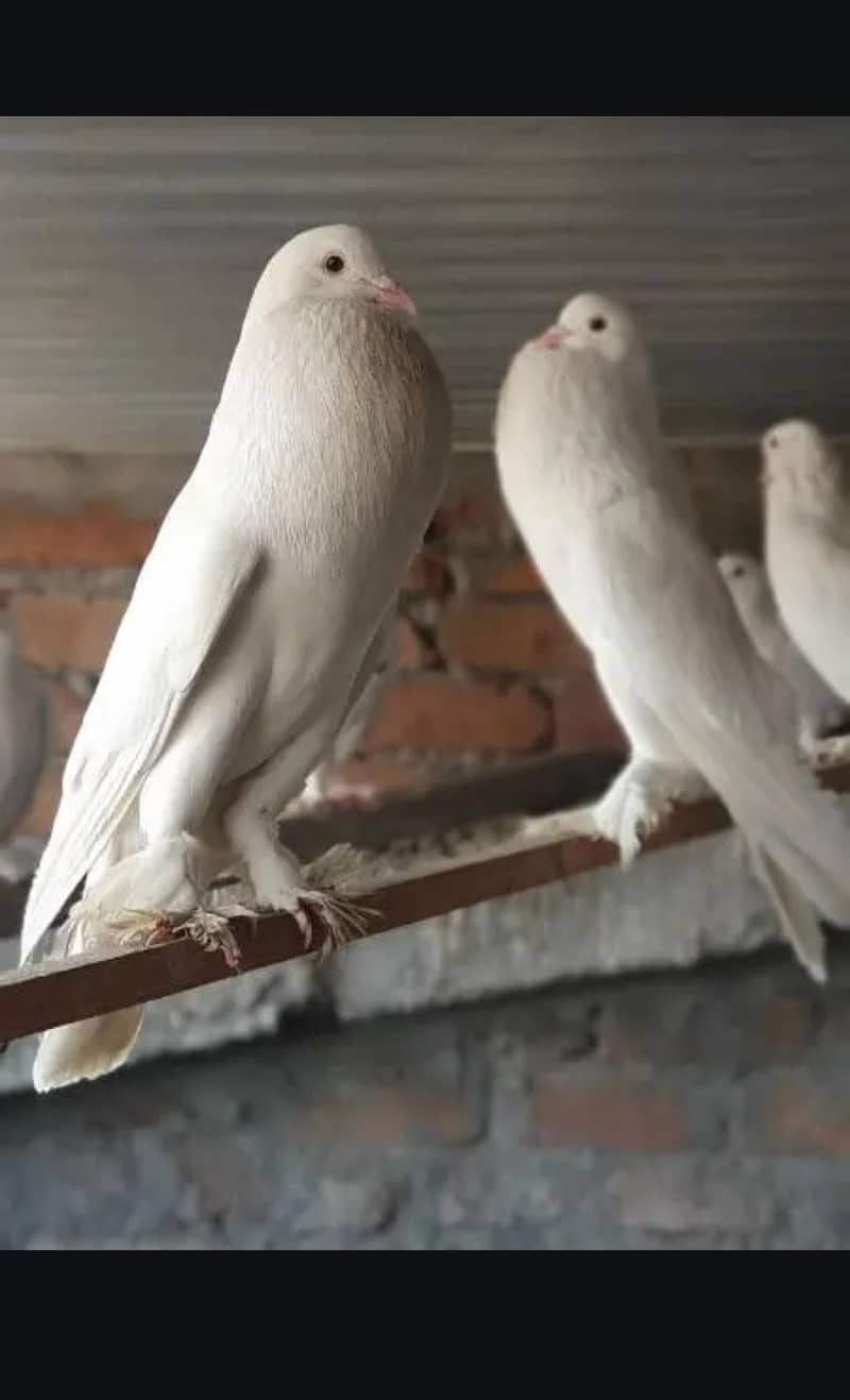 Gubara pair 0
