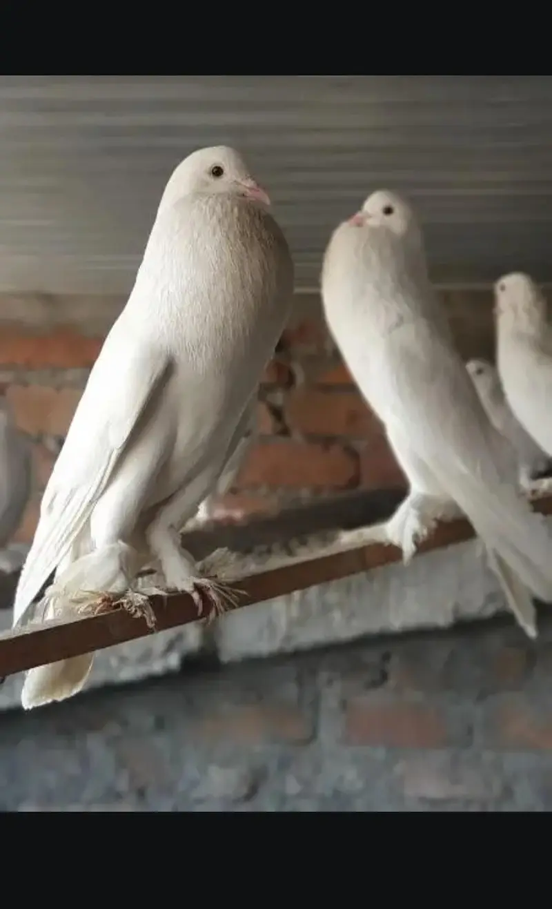 Gubara pair