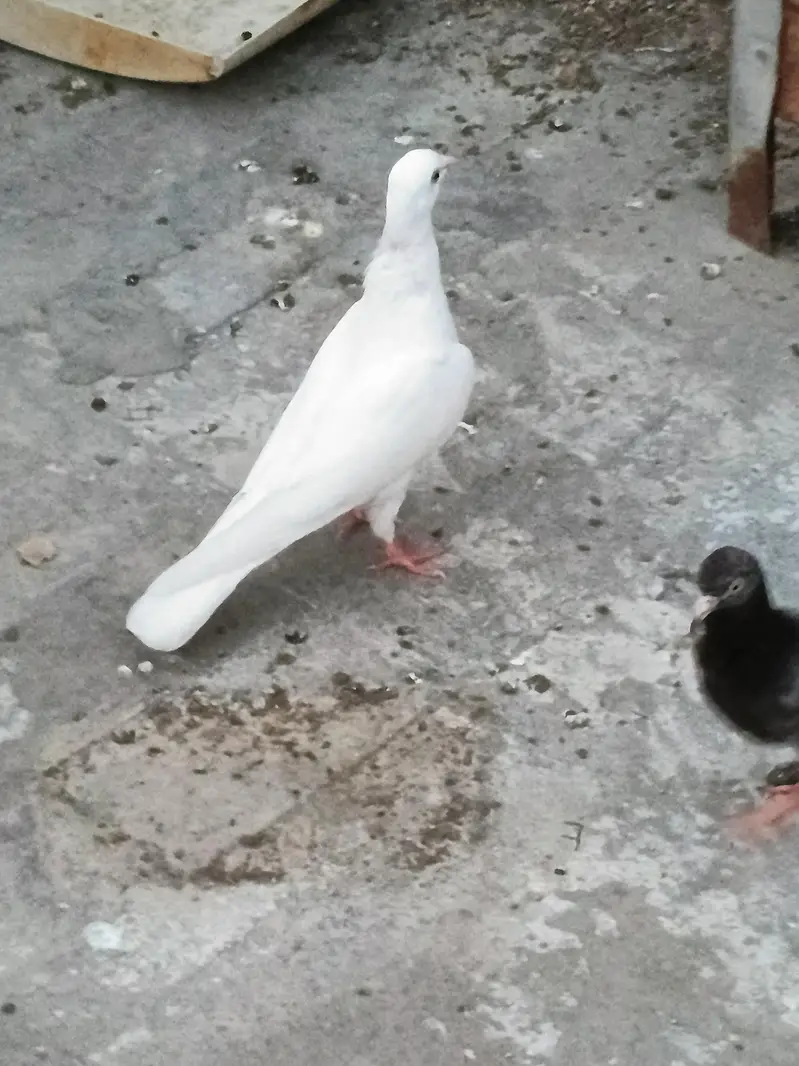 mix pijons — photo 10