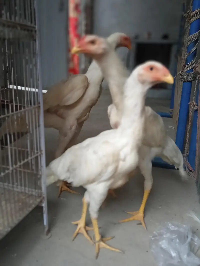 white o shamo 3 male 1 female black shamo pair — photo 6
