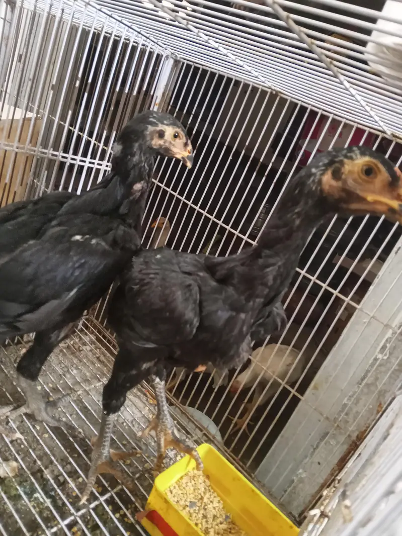white o shamo 3 male 1 female black shamo pair — photo 9