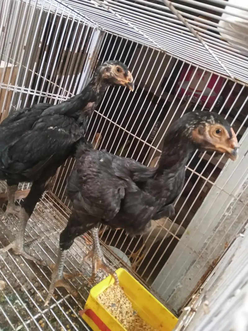 white o shamo 3 male 1 female black shamo pair — photo 10