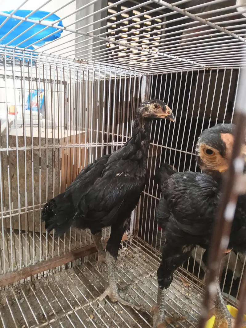 white o shamo 3 male 1 female black shamo pair — photo 11