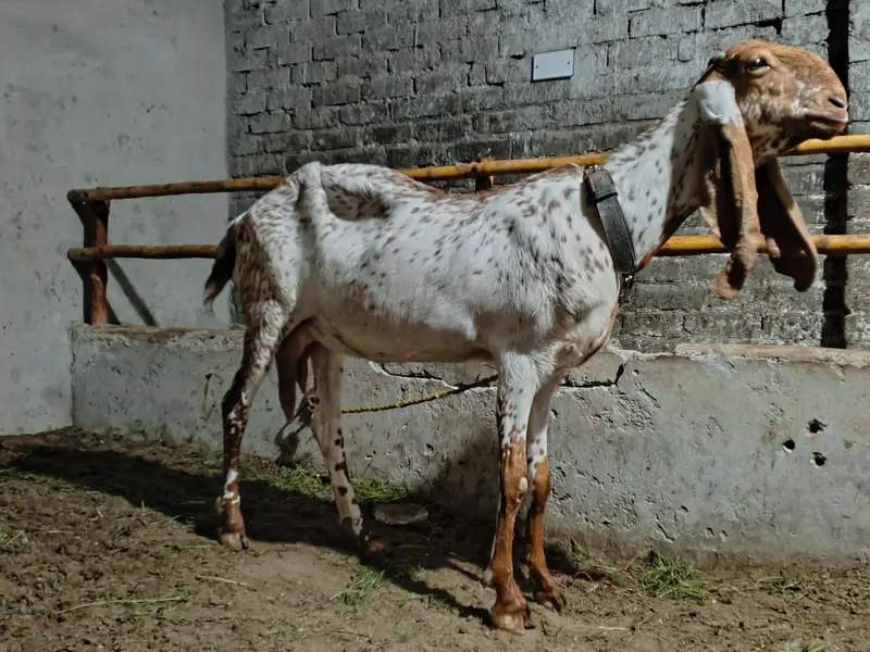 makhi cheni — photo 2