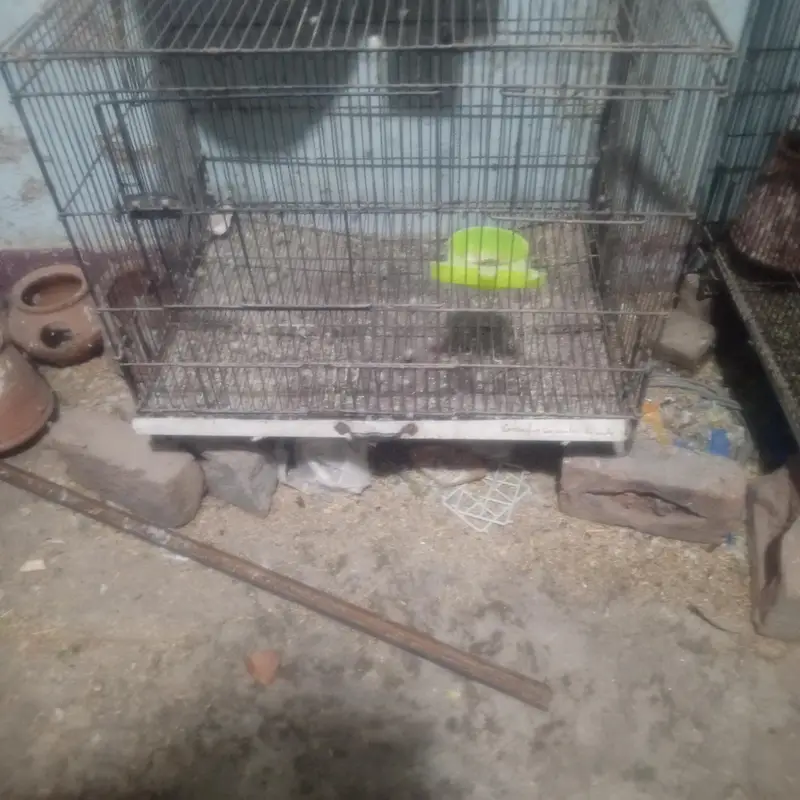 cage. — photo 3