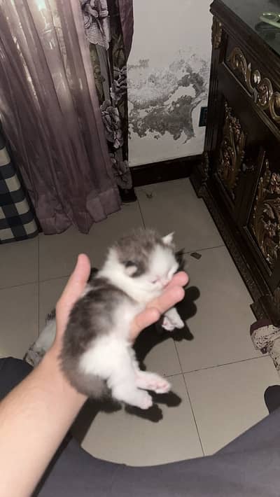 Ragdoll and Turkish angora cross breed kittens