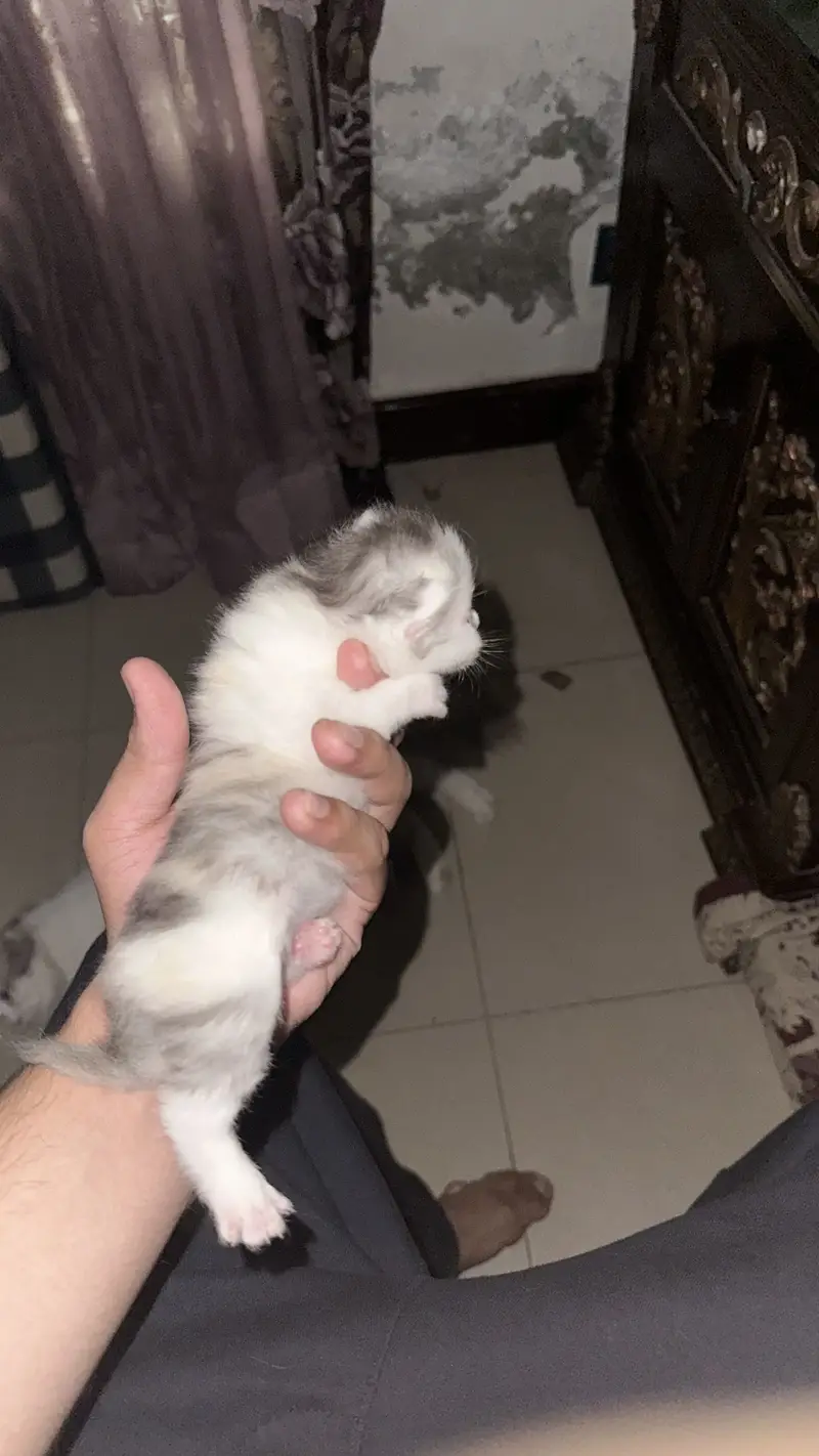 Ragdoll and Turkish angora cross breed kittens — photo 2