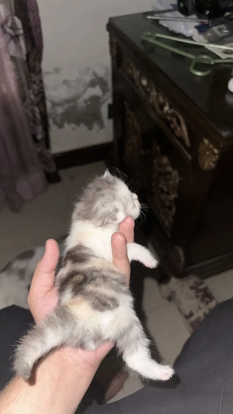 Ragdoll and Turkish angora cross breed kittens — photo 3