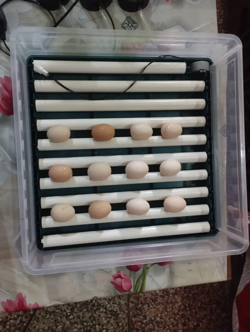 Fully Automatic 70+ Eggs AC/DC Egg Incubator for Sale — photo 7