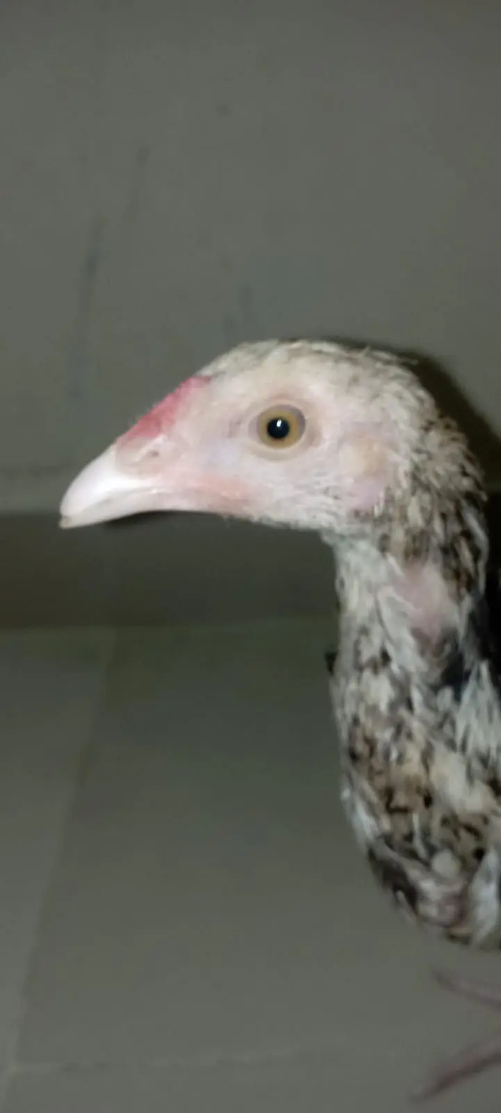 Aseel chicks — photo 3