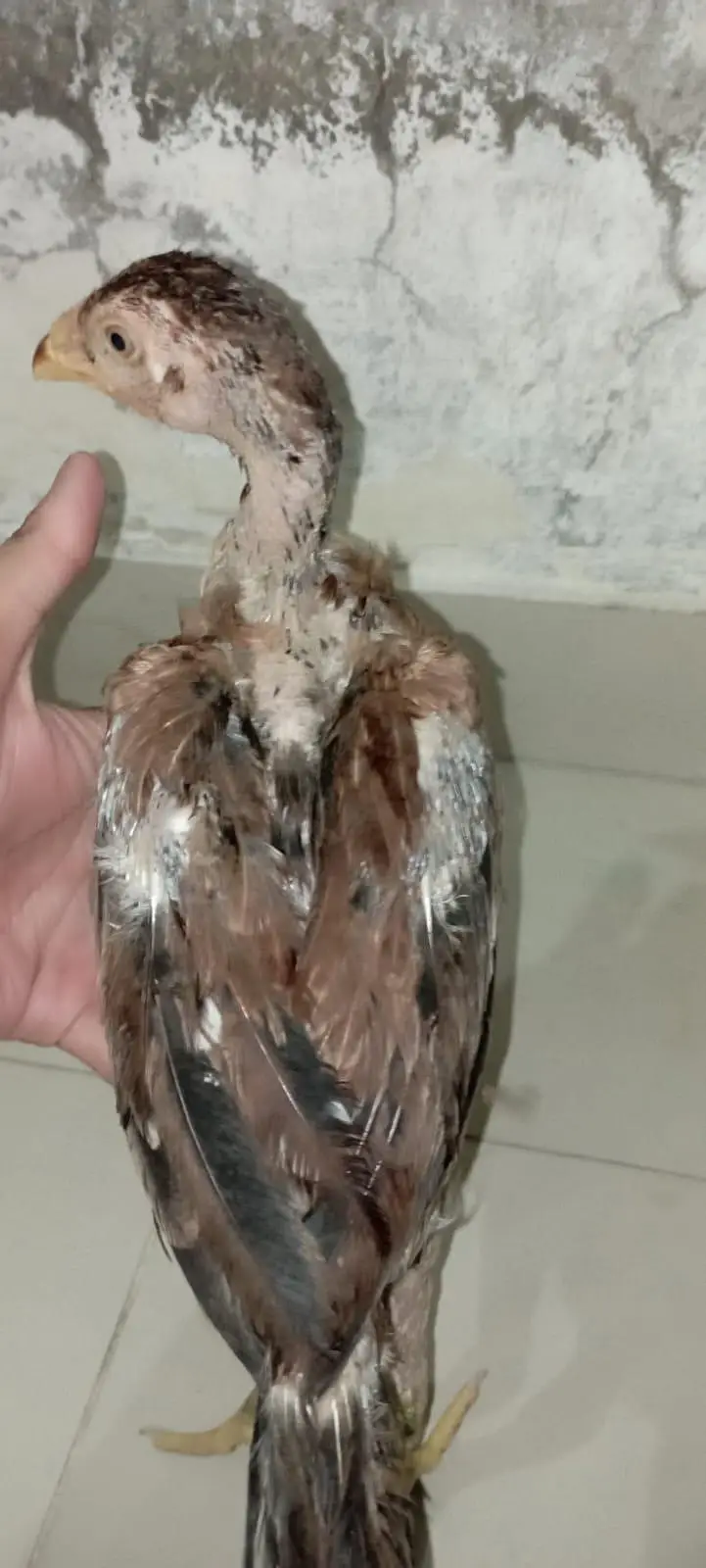 Aseel chicks — photo 4
