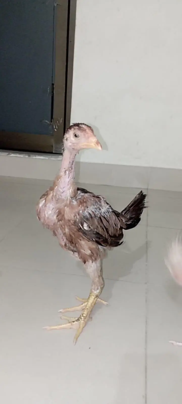 Aseel chicks — photo 8
