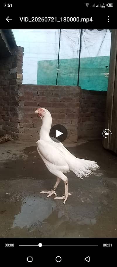 high quality paper white shamo femail