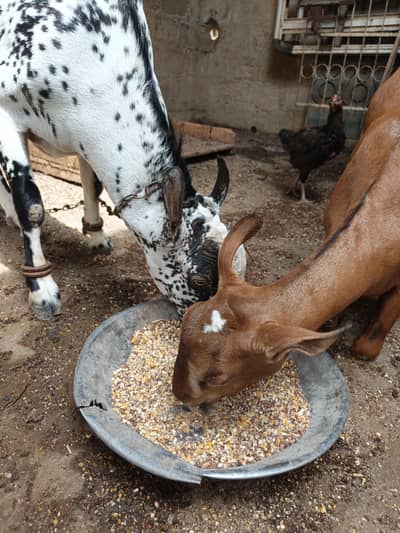 barbari bakra bakri dodh wali tedi hiran