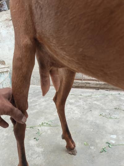 barbari  bakri dodh wali tedi hiran