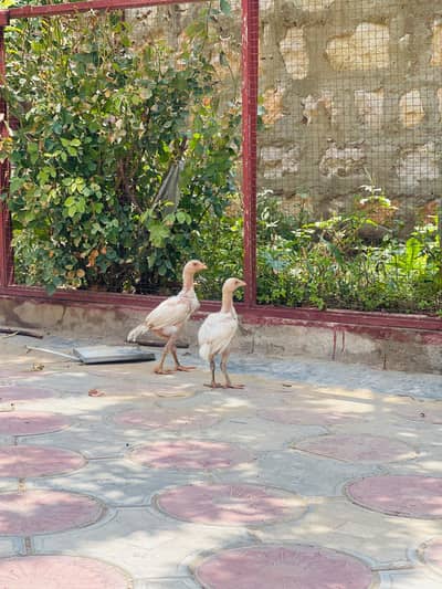 Aseel Heera Pair chicks