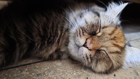 Maine Coon Cross Cat For Sale - Torbie, 1.3 years, Well Trained