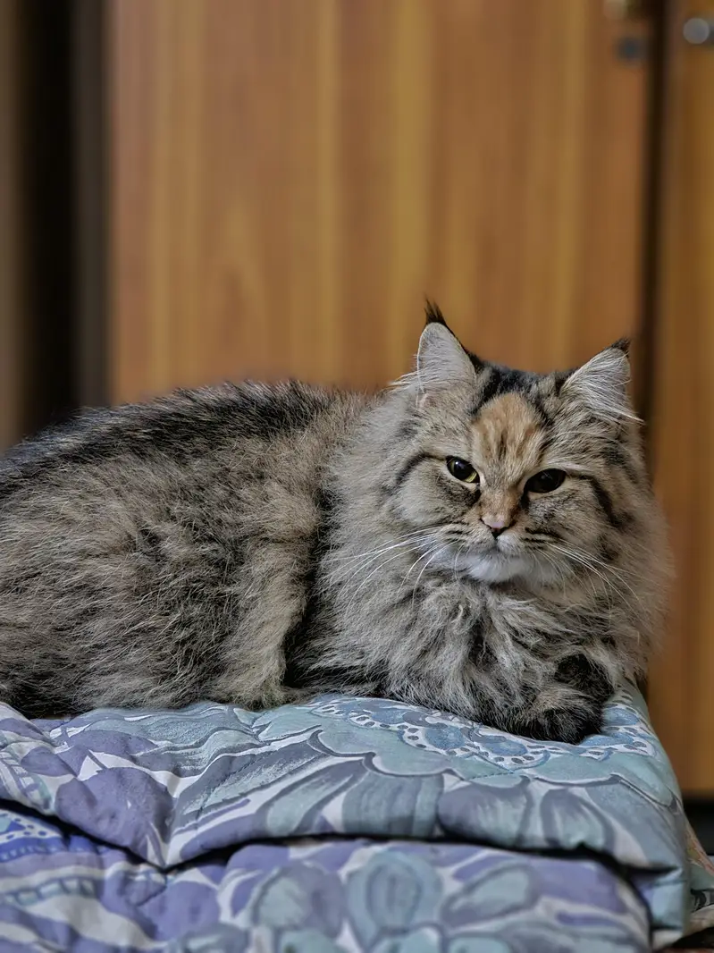 Maine Coon Cross Cat For Sale - Torbie, 1.3 years, Well Trained — photo 2