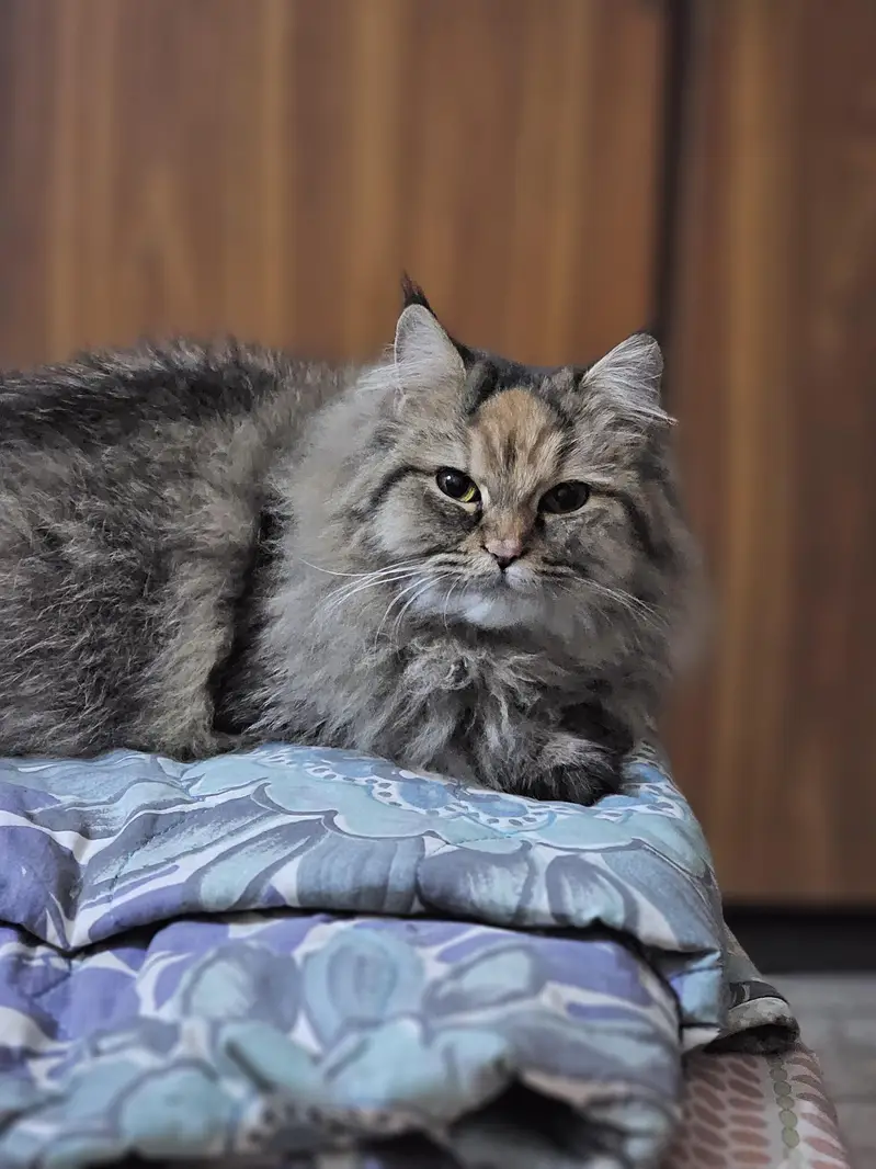 Maine Coon Cross Cat For Sale - Torbie, 1.3 years, Well Trained — photo 3
