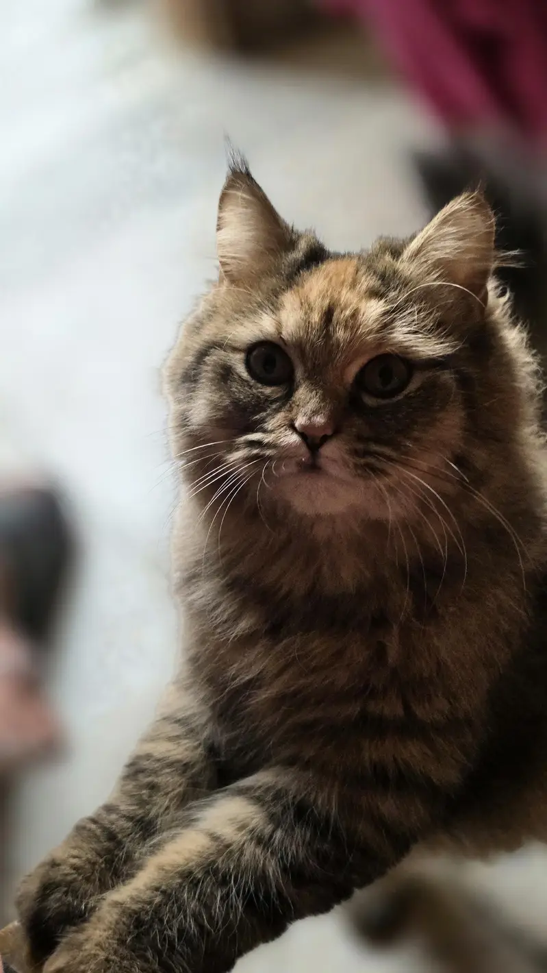 Maine Coon Cross Cat For Sale - Torbie, 1.3 years, Well Trained — photo 4