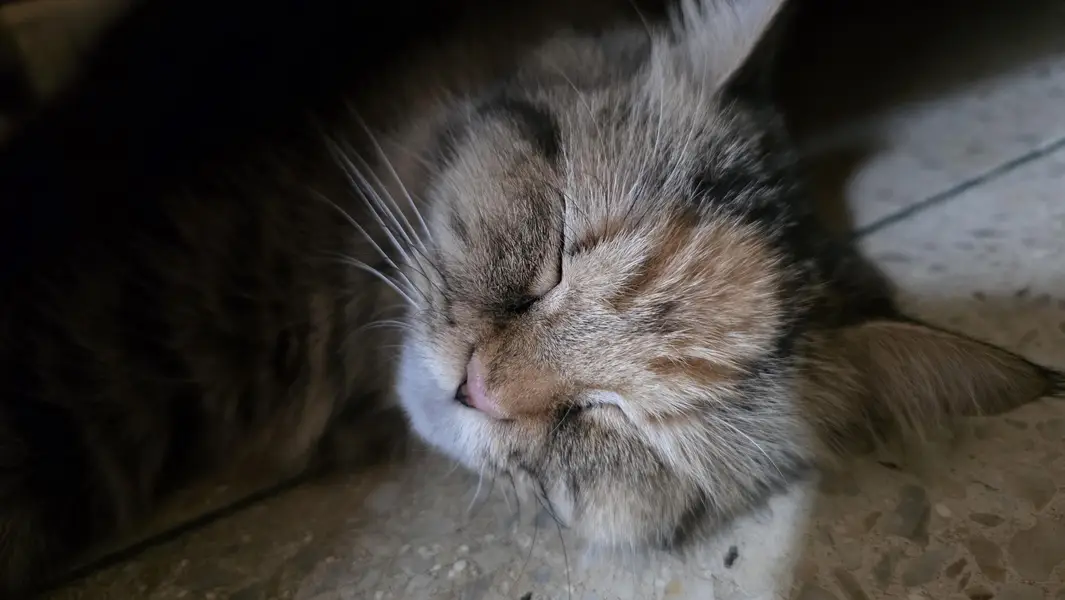 Maine Coon Cross Cat For Sale - Torbie, 1.3 years, Well Trained — photo 5
