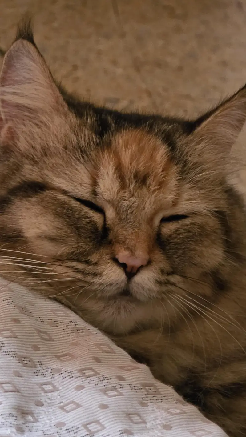 Maine Coon Cross Cat For Sale - Torbie, 1.3 years, Well Trained — photo 6