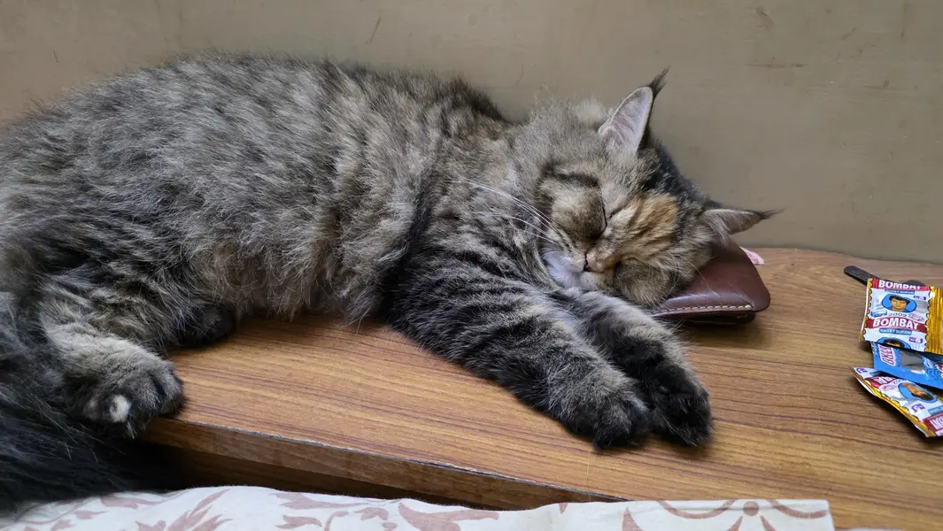 Maine Coon Cross Cat For Sale - Torbie, 1.3 years, Well Trained — photo 7