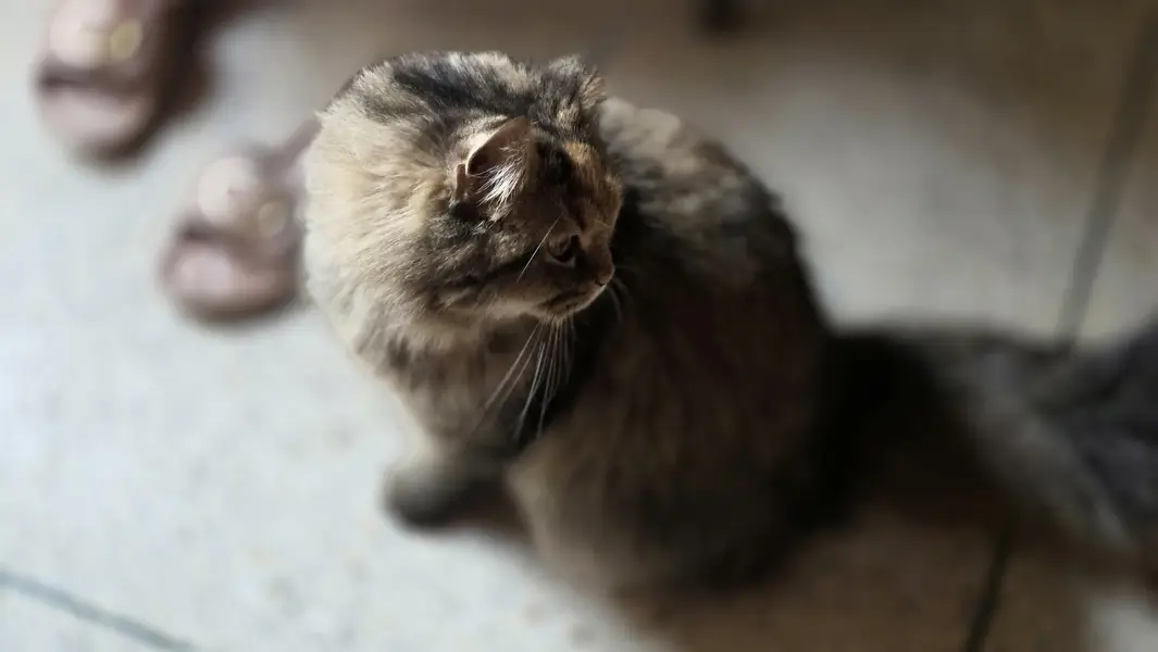 Maine Coon Cross Cat For Sale - Torbie, 1.3 years, Well Trained — photo 8