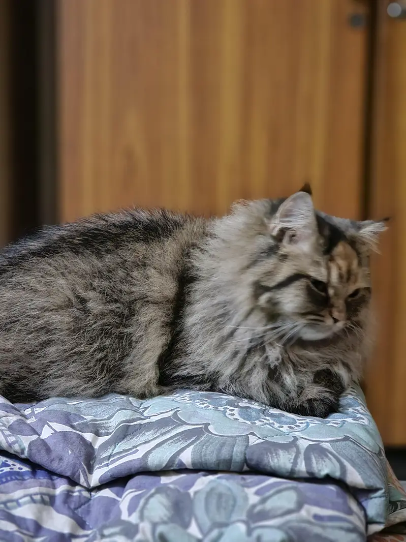 Maine Coon Cross Cat For Sale - Torbie, 1.3 years, Well Trained — photo 9