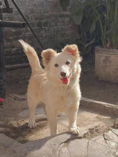 Russian Dog