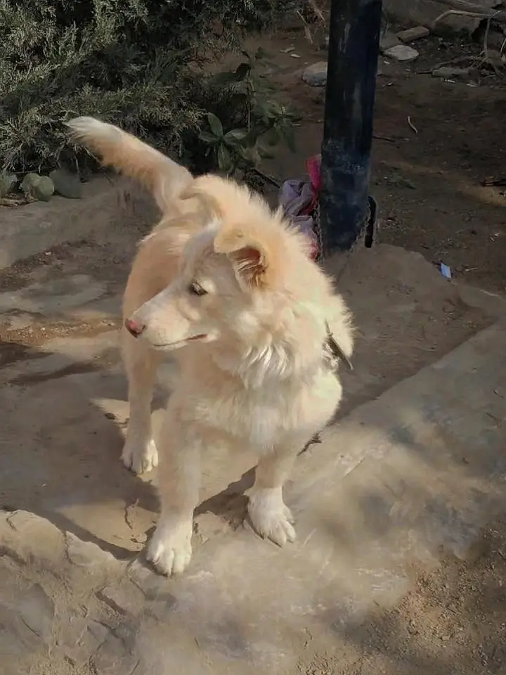 Russian Dog — photo 2